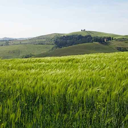 Castelfalfi - Agricultural Estate